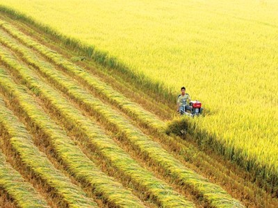 Đồng Nai được chuyển mục đích sử dụng 92,82 ha đất nông nghiệp sang dự án logistics (Ảnh minh họa)