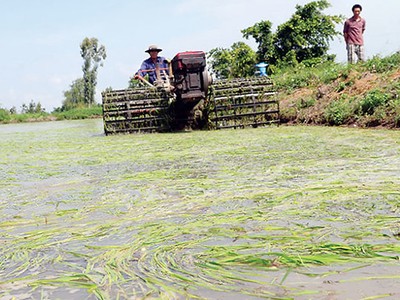 524 tỷ đồng hỗ trợ 34 tỉnh khắc phục hạn hán, xâm nhập mặn