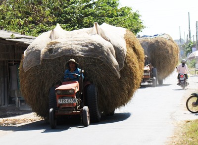 Giá rơm cho trâu, bò ăn ở Bến Tre từ 2.000 đến 2.500 đồng mỗi kg, bằng nửa giá lúa. Ảnh: Cửu Long

