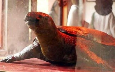 Cụ rùa Hồ Gươm sẽ được bảo quản theo phương pháp nhựa hóa.