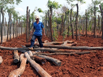 Những trụ tiêu được người dân Tây Nguyên nhổ bỏ vì không chịu nổi hạn hán. Ảnh: Duy Trần