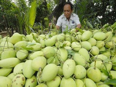 Nếu được cấp phép, xoài là loại trái cây thứ 2 được xuất khẩu sang Australia. (Ảnh minh họa: Internet).