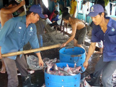 Giá cá tra tăng cao, người dân phấn khởi.
