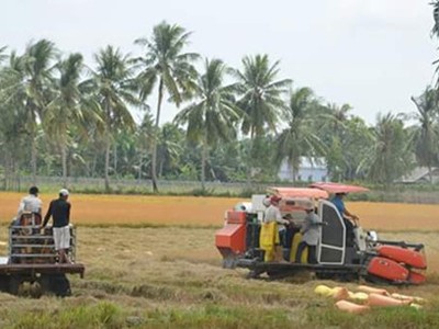 Tỷ lệ thất thoát sau thu hoạch ở ĐBSCL có thể từ 10 – 12%/ mùa vụ.