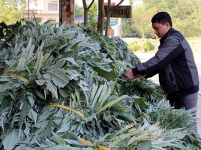 Từ việc bán lá tươi, người trồng atiso ở Sa Pa thu về hàng tỷ đồng mỗi năm
(Ảnh: Báo Lào Cai)