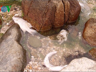 Cá chết trôi dạt vào bờ đá