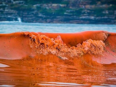 Hội nghề cá loại trừ nguyên nhân cá chết là do thủy triều đỏ