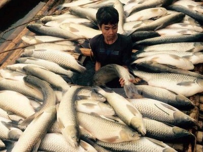 Cá chết hàng loạt tại một hộ nuôi cá lồng trên sông Bưởi. (Ảnh: Trịnh Duy Hưng/TTXVN)