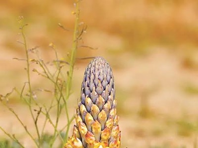 5 “thần dược” giá bình dân bổ như nhân sâm