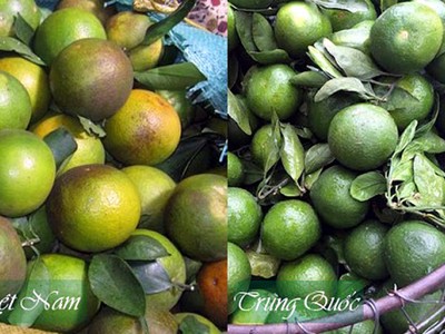 Dân Hà Nội “ăn quả lừa” vì cam Tàu đội lốt cam Việt Nam