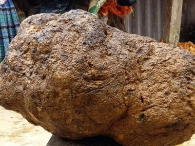 Nấm u nặng hơn 90 kg được anh Thanh rao bán