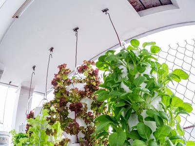 Vườn rau được treo ngược trên trần nhà