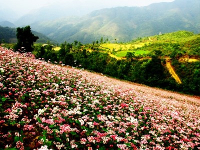 Thung lũng Sủng Là Ảnh: Depplus.vn