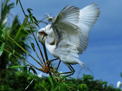 Du lịch Cần Thơ có gì khiến du khách mê mẩn?