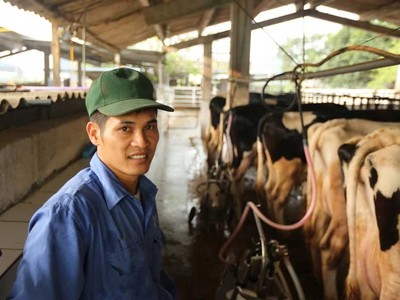 Nhờ bò sữa mà các hộ dân nơi đây đổi đời, trở thành tỷ phú với thu nhập trung bình mỗi hộ 35-40 triệu đồng/tháng