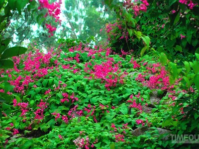 Rực hồng mùa tigon núi Sam