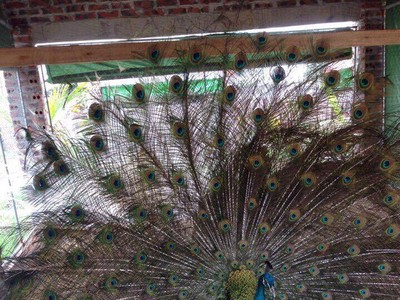 Đại gia chi hàng chục triệu lùng mua chim Công chơi Tết