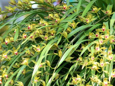 Địa lan Sapa có chậu giá gần trăm triệu đồng vẫn đắt khách