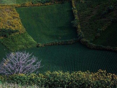 Những vườn chè Chư Đăng Ya xanh ngút ngàn
