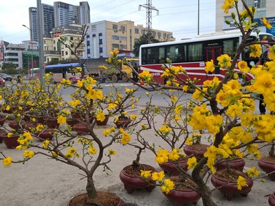 Rất nhiều cây mai vàng đã bung nở khi tết Nguyên Đán Đinh Dậu 2017 còn cách hơn 20 ngày nữa