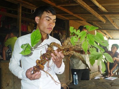 Một củ sâm Ngọc Linh tự nhiên tìm thấy trên núi Ngọc Linh tháng 7 vừa qua được một đại gia ở Sài Gòn mua với giá hơn 200 triệu đồng.