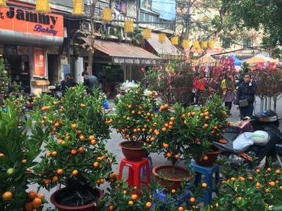 Đào, quất khiến phố cổ Hà Nội rộn ràng không khí Tết