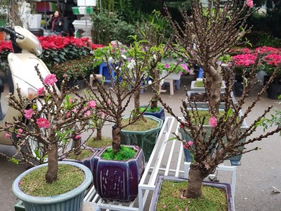 Chán đào khủng, dân Hà Nội tìm mua đào 2 gang tay