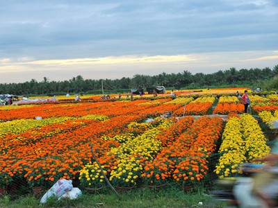 Năm nay, hoa Cái Mơn tung ra thị trường khoảng 9 triệu sản phẩm hoa, giảm khoảng 3 triệu sản phẩm so với năm trước nhưng giá bán tăng nên nhà vườn rất phấn khởi,Ảnh: Mậu Trường