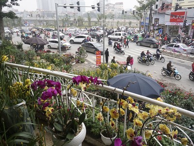 “Con đường đào quất” lớn nhất Hà Nội