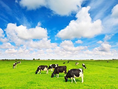 F&N tiếp tục đăng ký mua vào gần 21,8 triệu cổ phiếu VNM