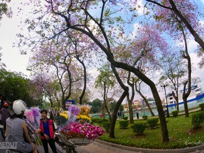 Biêng biếc chuyện tình hoa ban tím