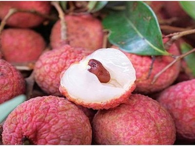 Gần 100% vải thiều Lục Ngạn có nguy cơ mất mùa