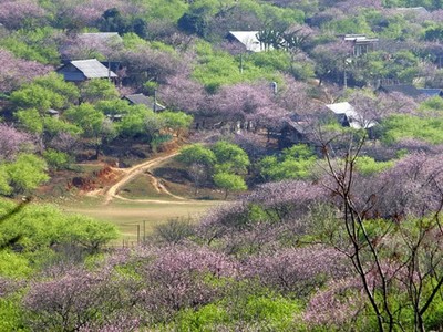 10 điểm 'gây thương nhớ' ở Mộc Châu