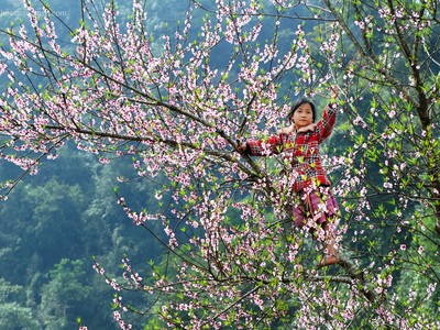 Những 'mùa hoa' ban trắng đẹp nhất Việt Nam