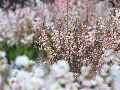 Hoa anh đào Nhật Bản khoe sắc bên Hồ Gươm