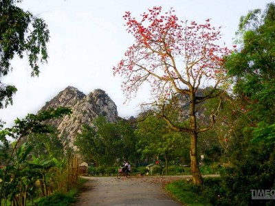 Hoa gạo bung cánh cho mùa xuân chín đỏ