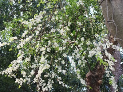 Ngỡ ngàng sắc trắng hoa sưa về trên phố phường Hà Nội