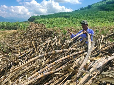 Hàng ngàn tấn mía của người dân đã thu hoạch, phơi ngoài đồng không được thu mua gây hao hụt. Trong ảnh: người dân thị xã Ninh Hòa buồn bã vì mía thu hoạch không được thu mua - Ảnh: Tr.Tân