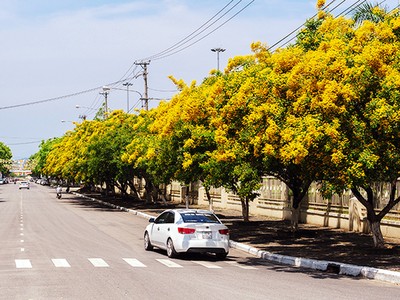 Những con đường hoa sưa vàng rực ở Quảng Nam