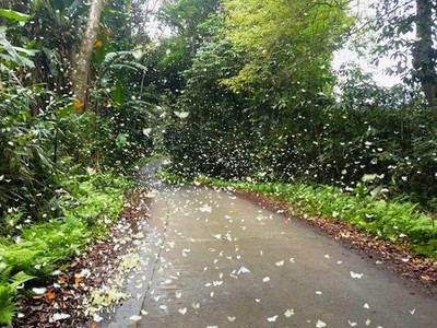 Đến Cúc Phương ngắm “rừng bươm bướm”