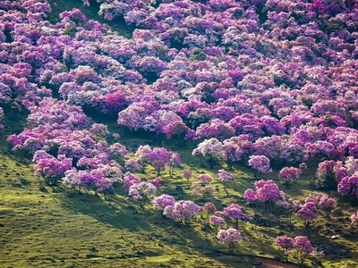 Biển hoa đỗ quyên nở rộ ở Trung Quốc