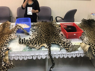 Các bộ da báo được giấu trong hành lý của bà lão. Ảnh: H.Q