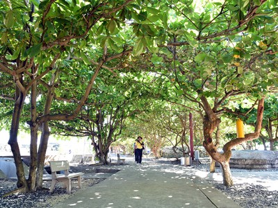 Mầm sống ở Trường Sa