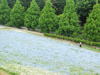 Hoa tháng 5 trên vùng đất của các ninja