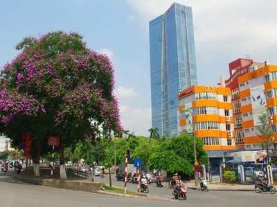 Mùa hoa tím trên khắp phố phường Hà Nội