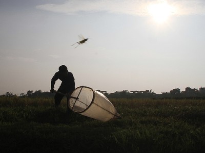 Người Hà Nội đổ mồ hôi bắt châu chấu