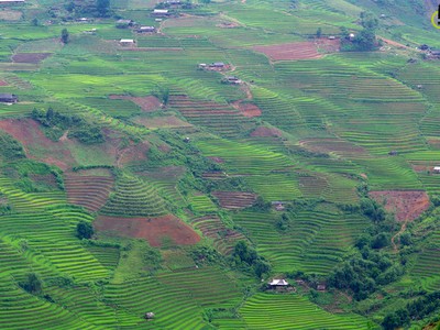 Thung lũng lúa xanh rì trong lõi rừng Yên Bái