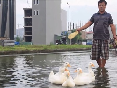 Người Hà Nội chăn vịt ở khu đô thị ngập quanh năm