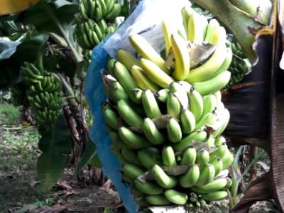 Trung bình các vườn chuối 'cầu cứu' có sản lượng 150 tấn trong đợt thu hoạch này.