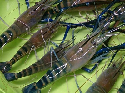 Nhà báo Trung Quốc bỏ nghề đi nuôi tôm thành triệu phú